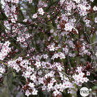 Prunus cerasifera Pissardii ½ tige en pot de 15 litres